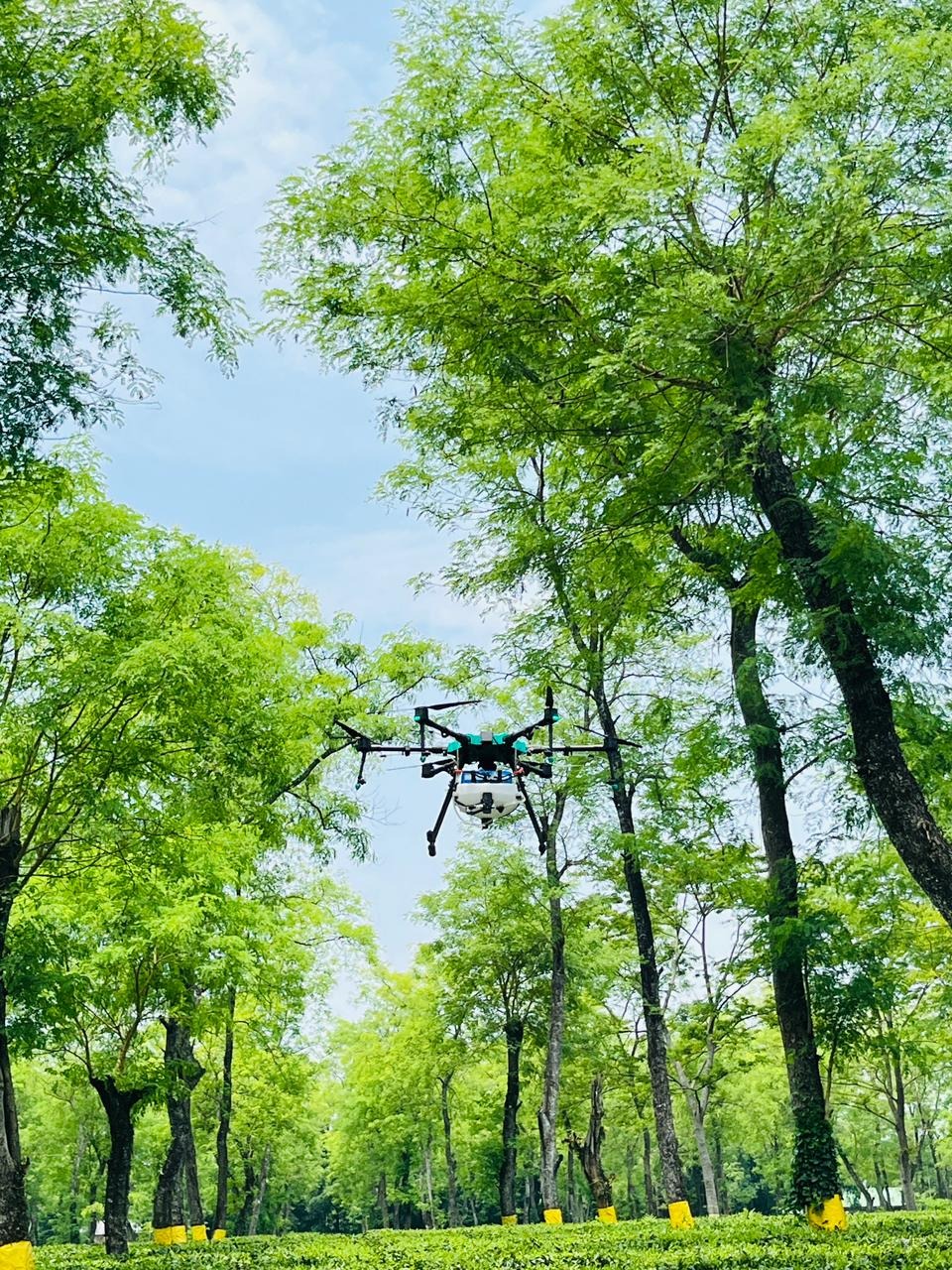 Crop Monitoring
