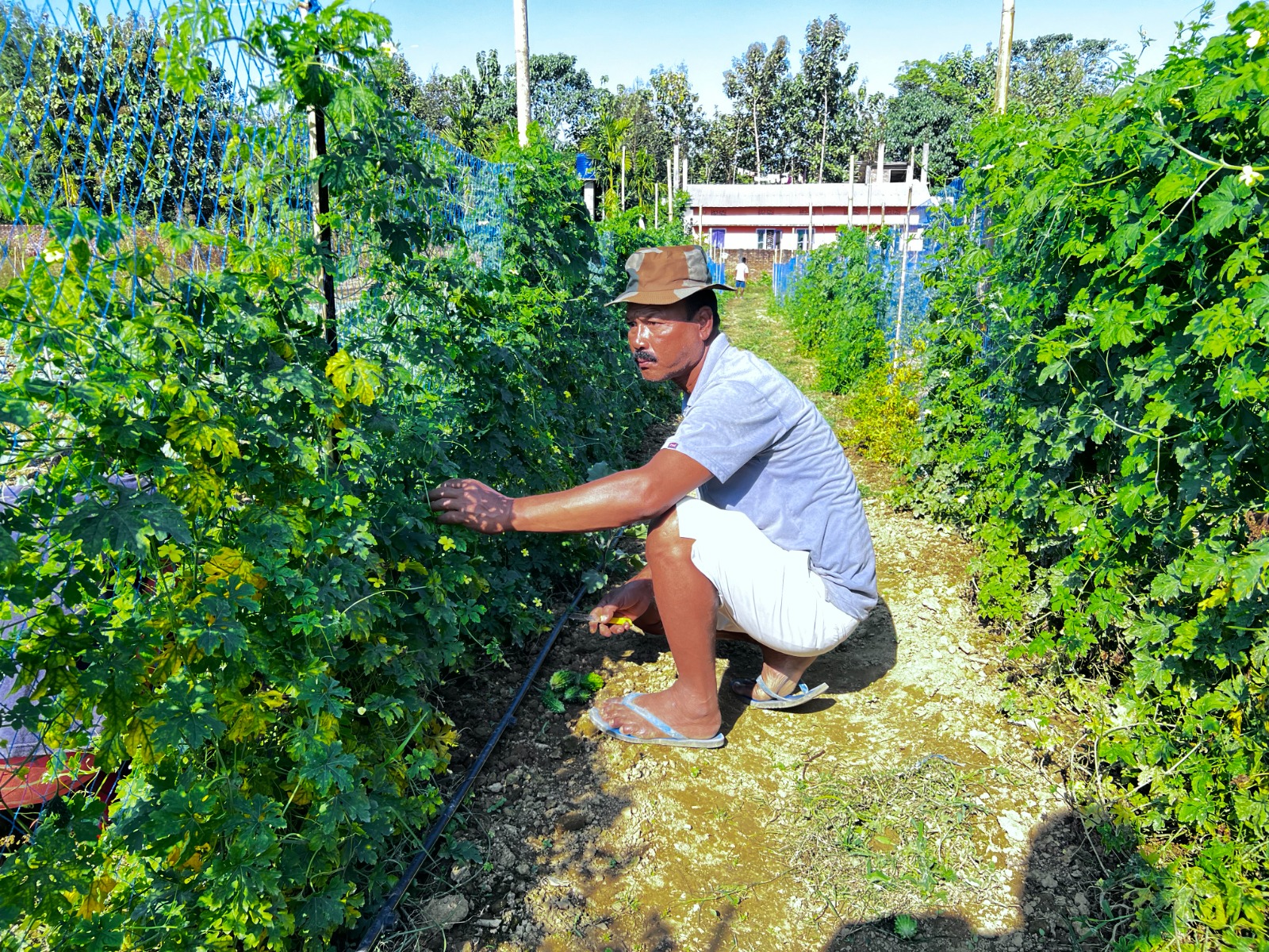 Biofertilizers