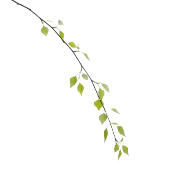 Branch Decoration