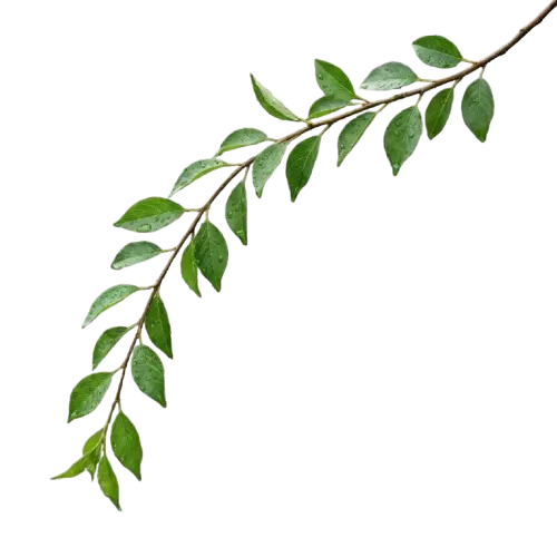 Branch Decoration
